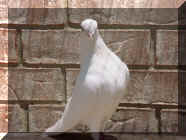 Yekateringrad White Cock 2.JPG (128576 bytes)